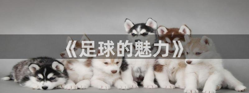 181熊猫体育：《足球的魅力》